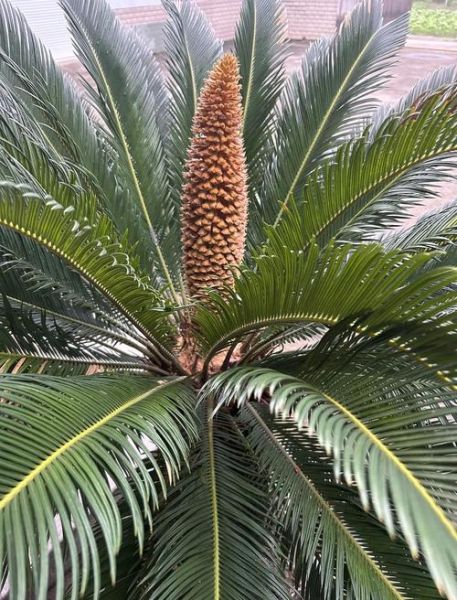 梦到铁树开花是什么意思_铁树开花梦境解析