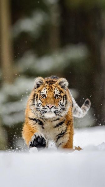 虎的图片大全大图_高清壁纸哪里找