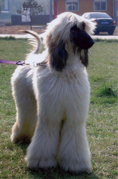 大型狗图片大全_适合家养的大型犬有哪些