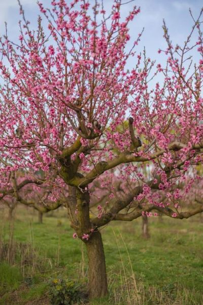 桃树图片大全大图_桃树高清图怎么拍