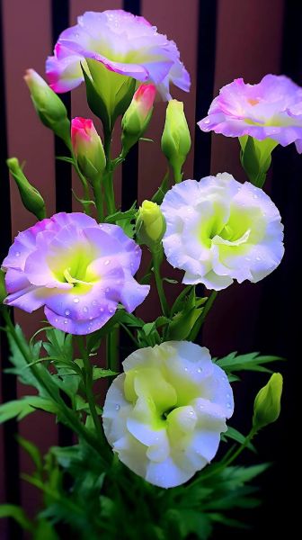 超好看的图片大全_如何免费下载