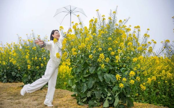 油菜花图片大全_油菜花高清壁纸怎么拍