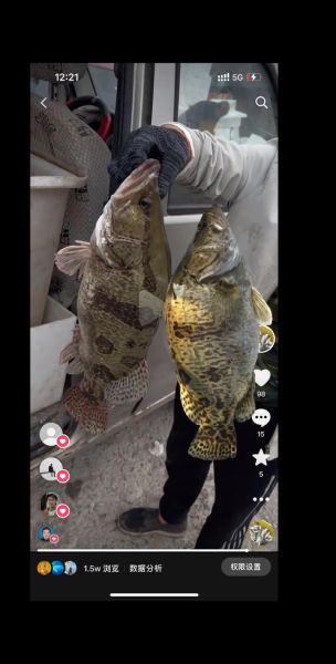 野生鱼图片大全_如何辨别野生鱼与养殖鱼