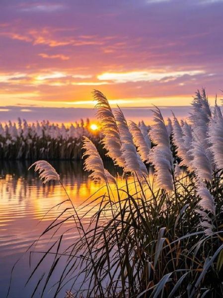 芦苇图片大全_如何拍摄出诗意芦苇