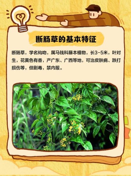 断肠草图片大全_如何辨别真假断肠草