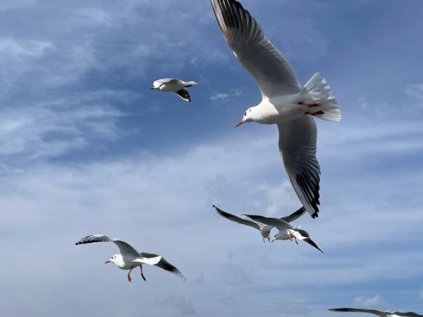 飞翔图片大全_如何挑选高清飞翔图片