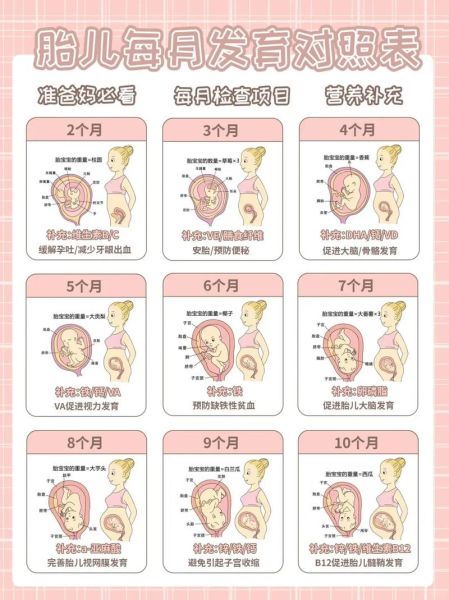 怀孕三个月宝宝有多大图片_怀孕三个月胎儿发育图怎么看