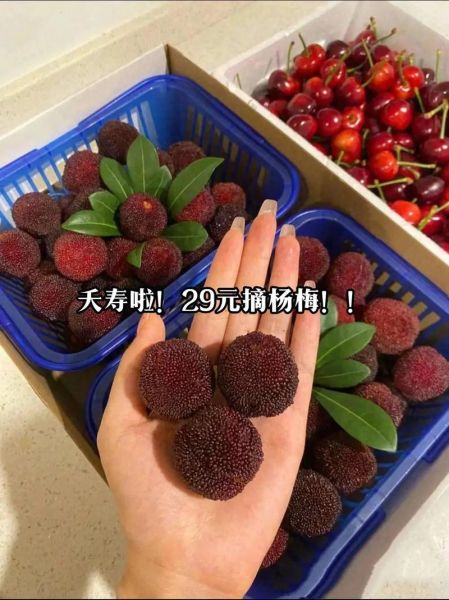 宝宝发烧能吃杨梅吗_杨梅会不会加重发热