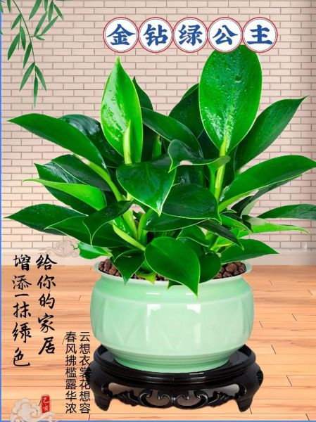 女人梦到绿色盆栽是什么意思_女人梦见绿植预示什么