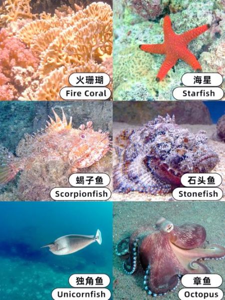 海洋生物大全图片_如何识别深海生物