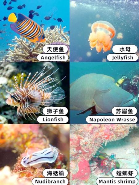 海洋生物大全图片_如何识别深海生物