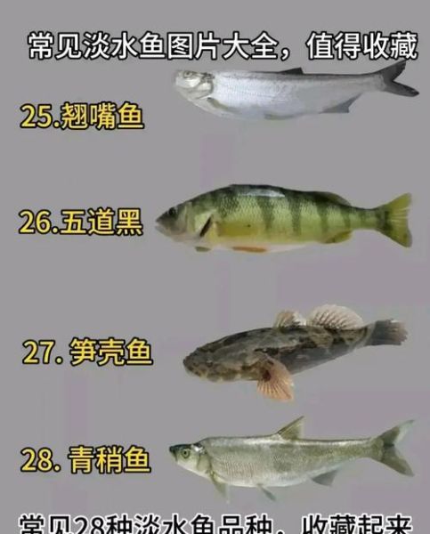 鱼类大全图片有哪些_如何快速识别淡水鱼