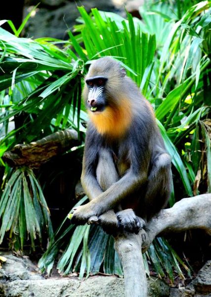 动物世界图片大全_如何拍摄野生动物高清图