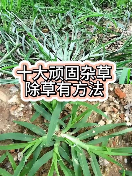 杂草图片大全_如何识别常见杂草