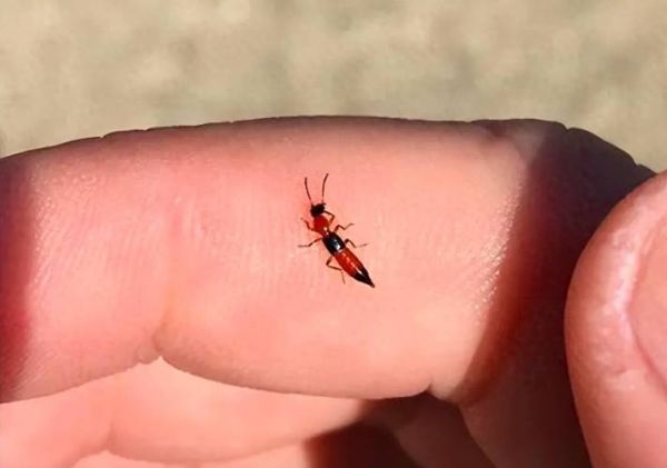 梦到毁容是什么意思_梦见自己毁容了怎么办