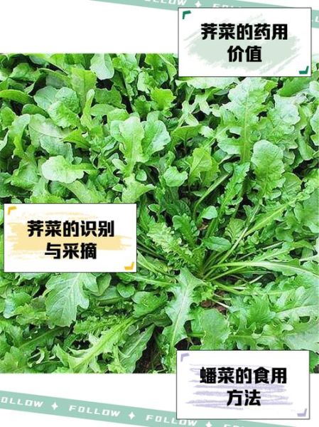 芥菜图片大全_芥菜品种怎么区分