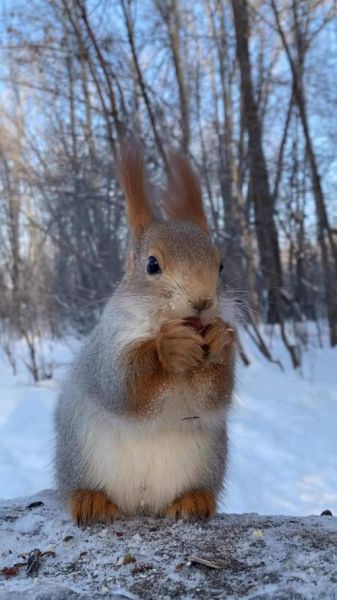小松鼠图片大全_哪里可以找到高清小松鼠照片
