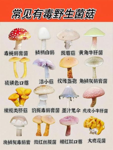 野生蘑菇图片大全_如何分辨有毒蘑菇