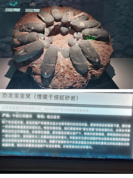 恐龙化石图片大全_恐龙化石怎么形成的