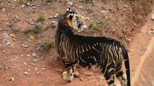 梦到老虎要吃我_梦见老虎扑过来咬我怎么办