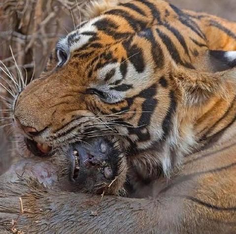 梦到老虎要吃我_梦见老虎扑过来咬我怎么办