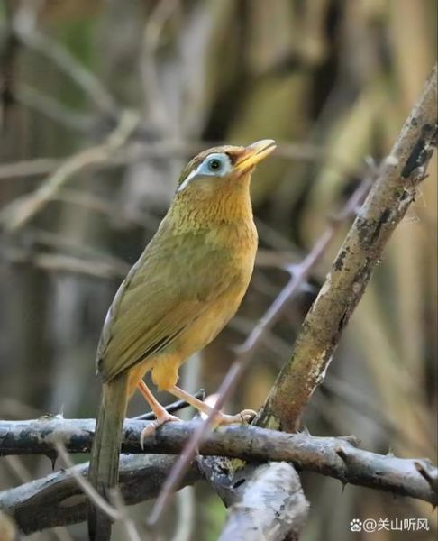 小鸟的图片大全大图_如何挑选高清壁纸
