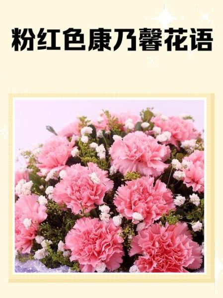 粉红康乃馨图片大全_粉红康乃馨花语是什么