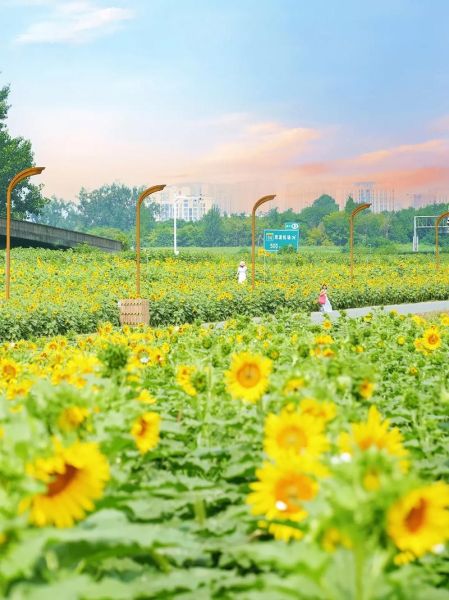 花景图片大全哪里找_如何拍摄花海大片