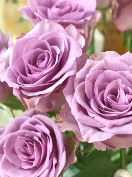 紫玫瑰图片大全大图_紫玫瑰高清壁纸哪里找