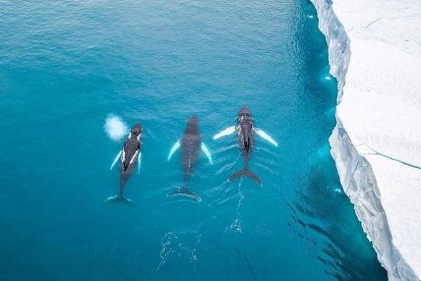 梦到大鲸鱼是什么意思_梦见鲸鱼代表什么