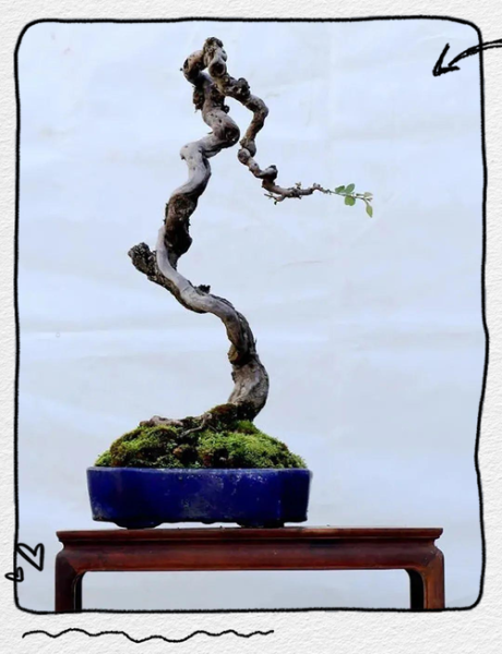 树桩盆景图片大全_如何挑选造型