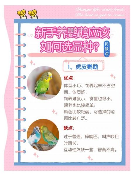 鹦鹉品种大全图片_如何挑选鹦鹉