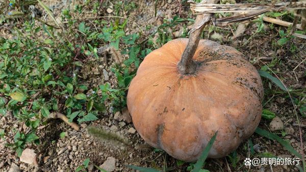 南瓜图片大全_高清壁纸哪里找