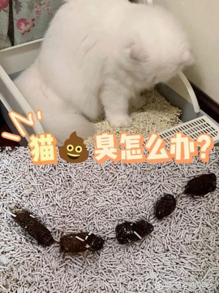 梦到猫拉屎是什么意思_梦见猫大便好不好