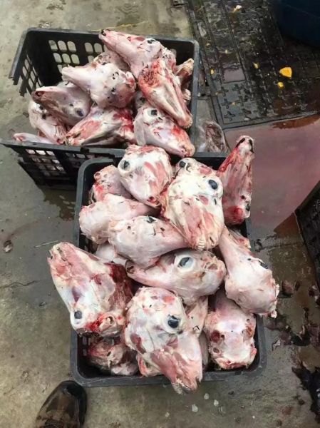 羊头图片大全_羊头高清图哪里找