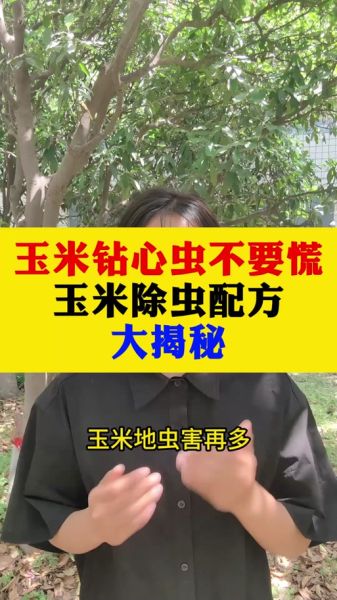 梦到种玉米是什么意思_梦见种玉米预示什么