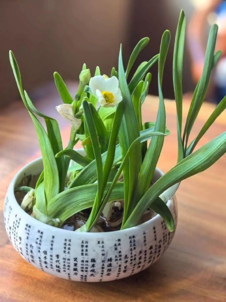 水仙花图片大全_如何挑选高清品种图