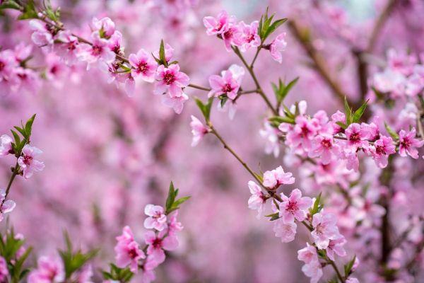 桃花图片大全哪里找_桃花高清壁纸怎么选