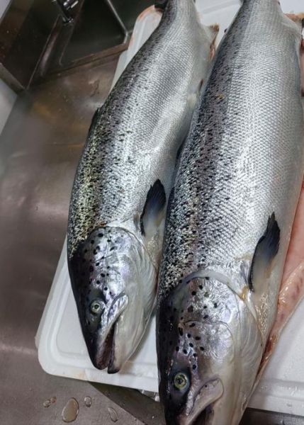 三文鱼图片大全_如何挑选新鲜三文鱼