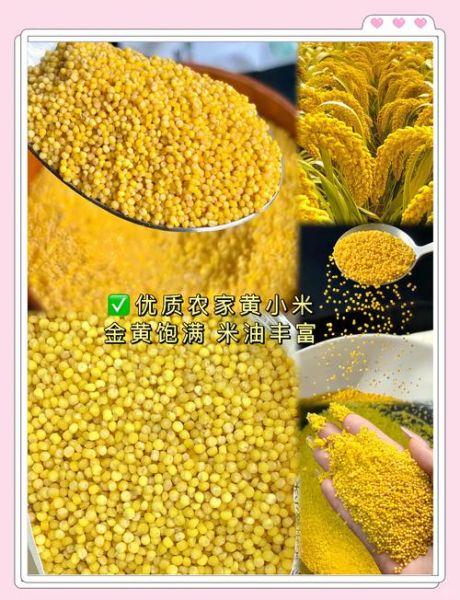 梦到小米是什么意思_梦见小米是吉兆吗