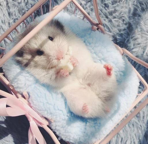 熊宝宝怎么养_熊宝宝吃什么