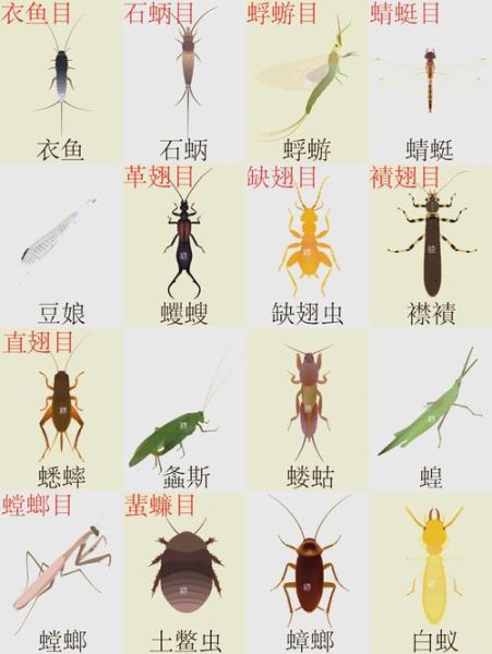虫子图片大全_如何识别常见昆虫