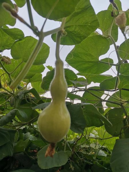 葫芦图片大全大图_如何挑选高清葫芦壁纸