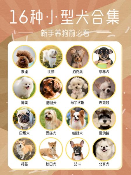 狗的品种大全及图片_如何挑选适合家养的小型犬
