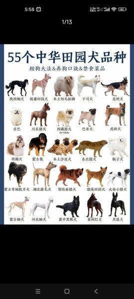 狗品种图片大全_如何快速识别常见犬种