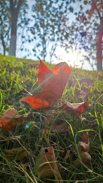 落叶图片大全_如何拍摄最美落叶照片