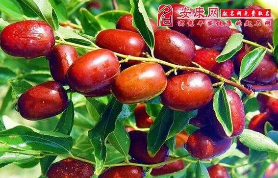 梦到捡枣是什么意思_梦见捡枣好不好