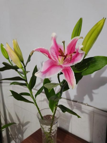 百合花图片大全_百合花品种有哪些