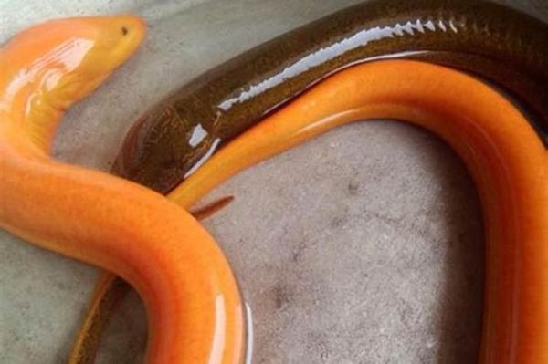 梦到抓黄鳝是什么意思_梦见抓黄鳝预示着什么