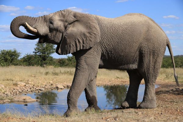 大象的图片大全_大象长什么样